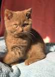 British Shorthair cinnamon com Lop