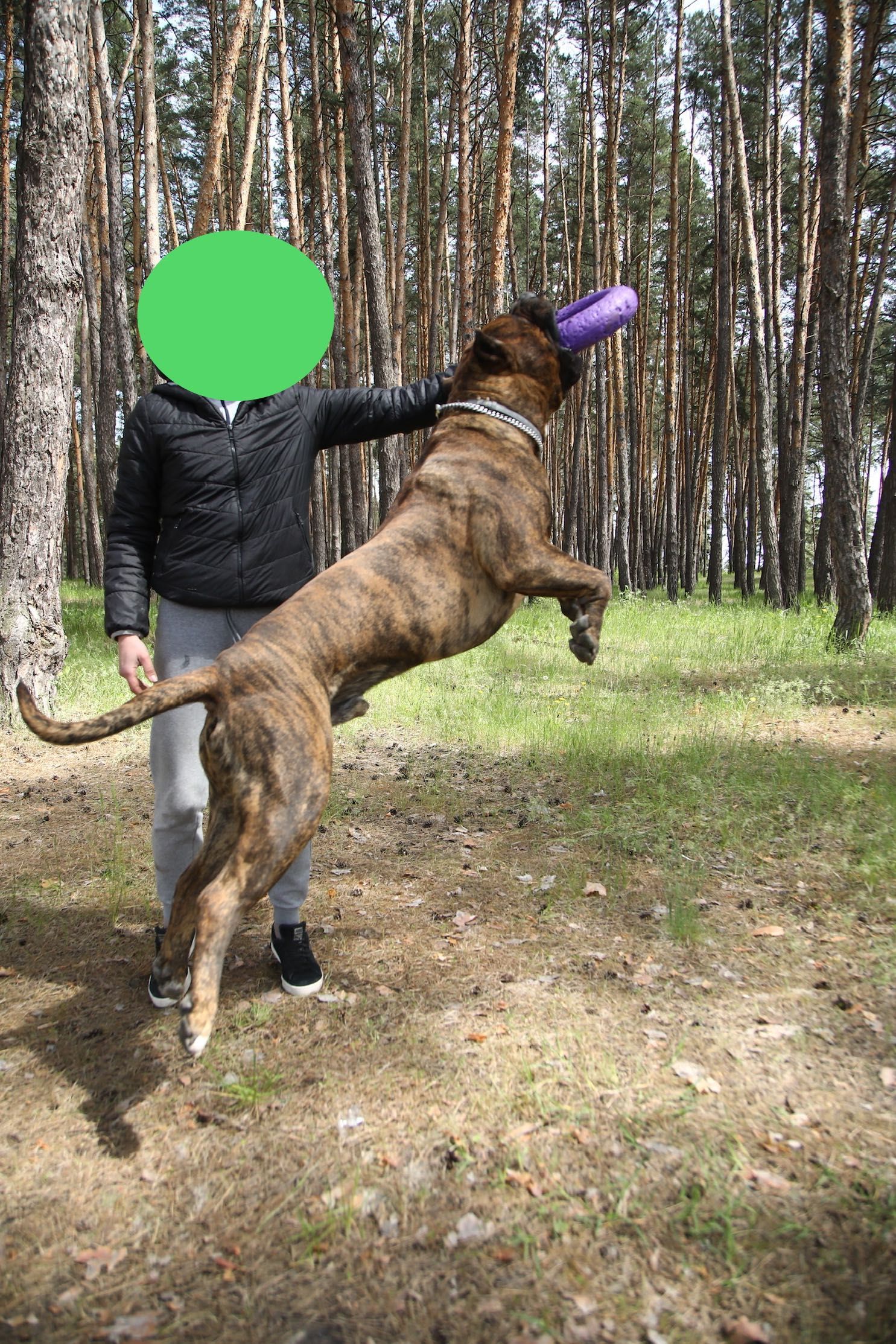 Вязка Канарский Дог Presa Canario