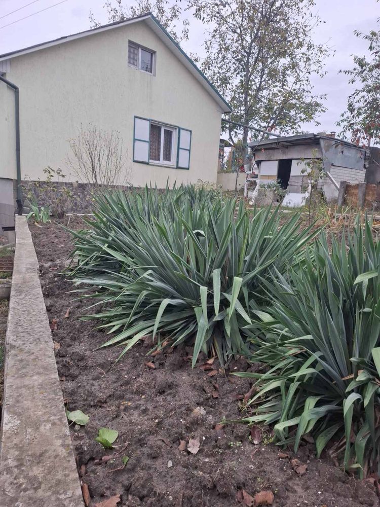 Продаж будинку Ходосівка