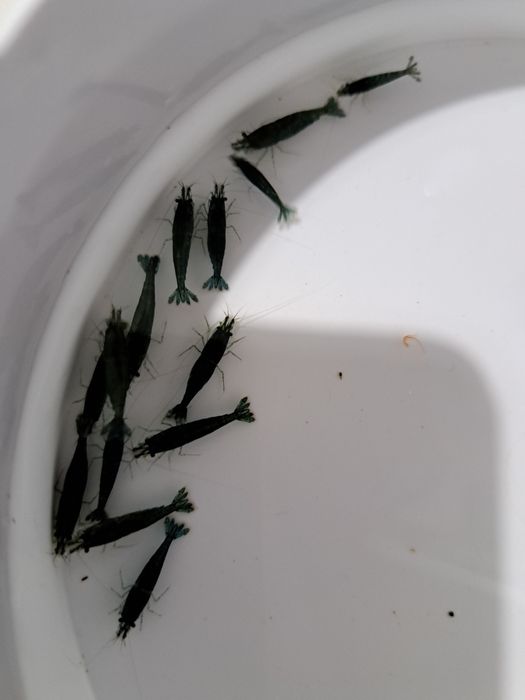 Krewetka Green Jade zielona