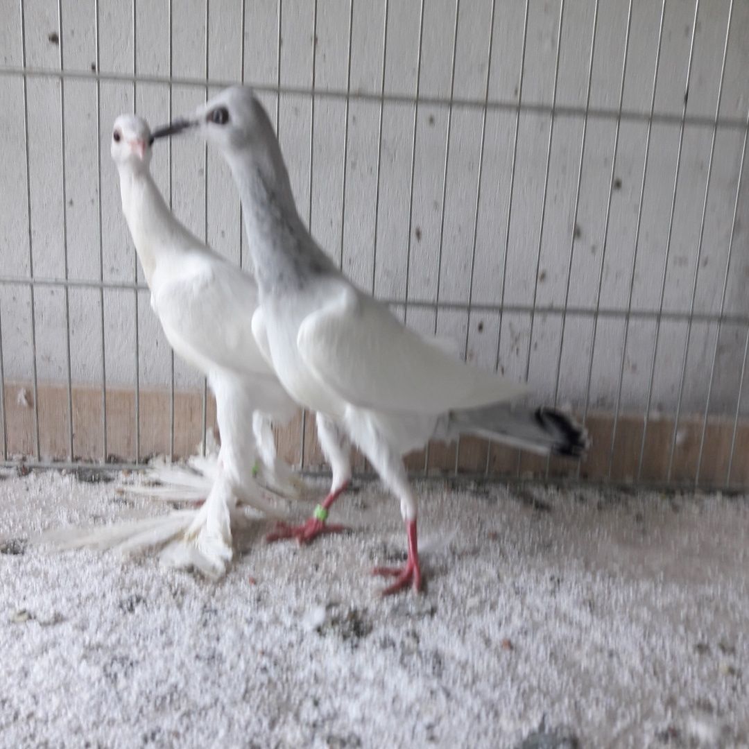 Bociany mazowieckie kostkowe