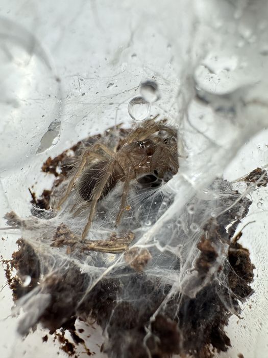 Chilobrachys natanicharum - Electric blue L2/3