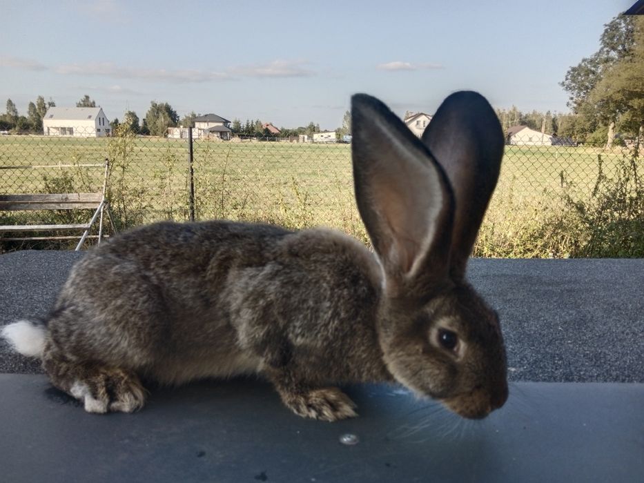 3.5 miesięczne króliki belgijskie