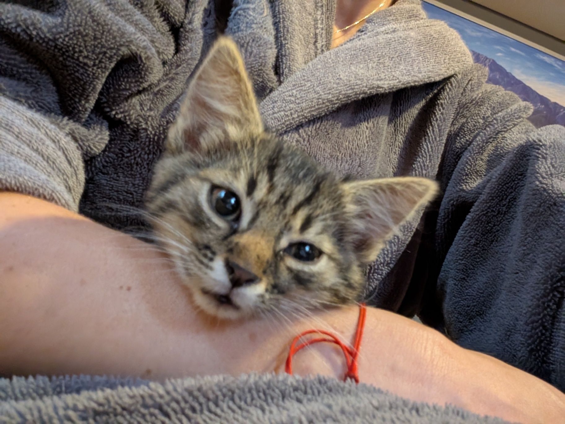 Piękny kot do adopcji