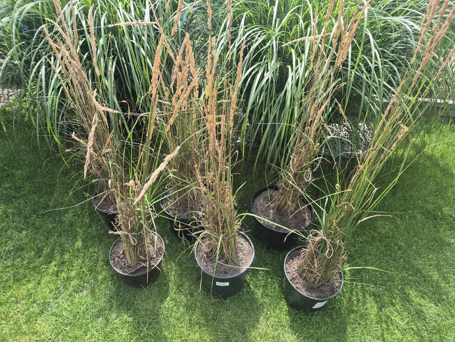 Trawa ozdobna duża sadzonka trzcinnik ostrokwiatowy tylko odbiór