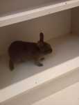 Mini holandês vacinado