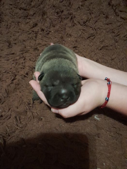 Продам.   шарпея