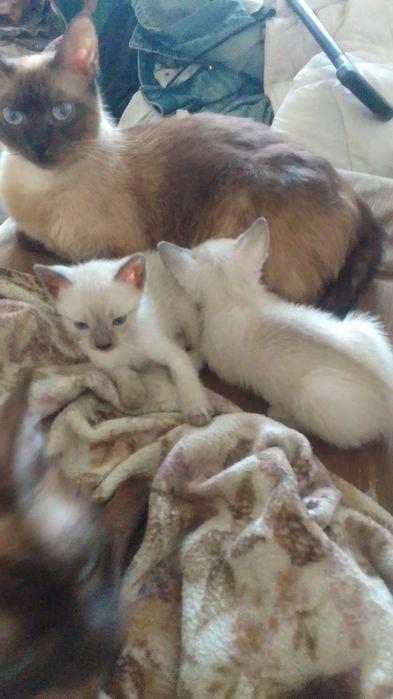 сіамські кошенята