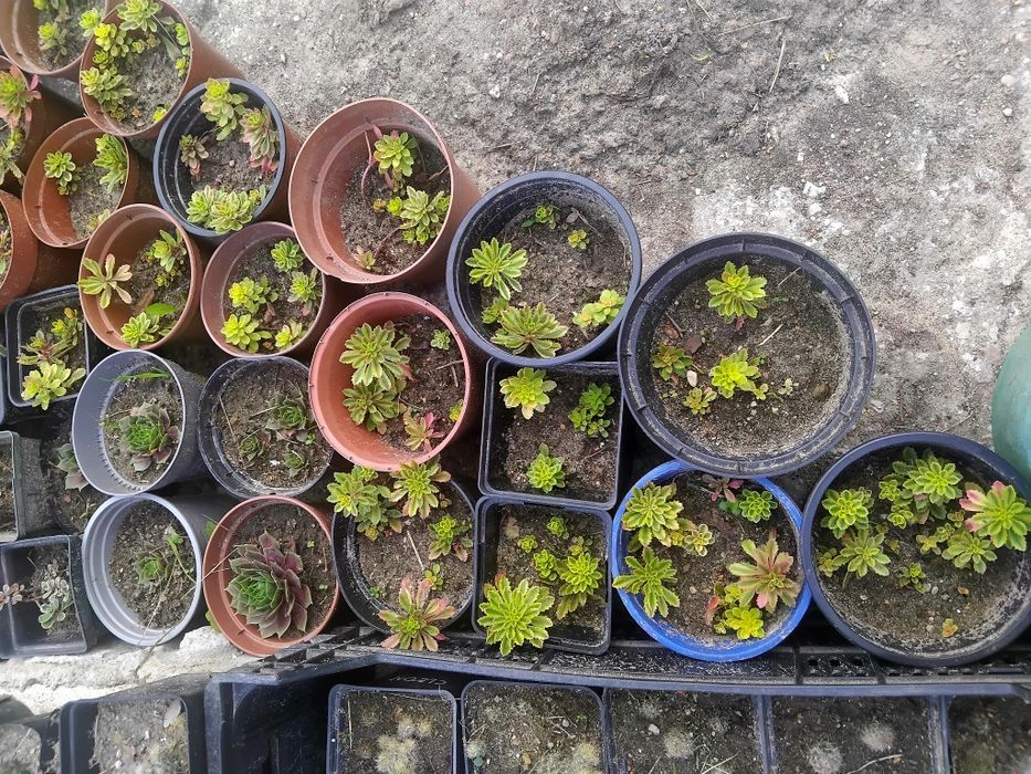 Ogrodowe wieloletnie roślinki