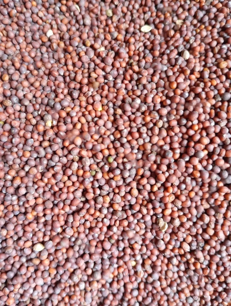 Продам насіння гірчиці.