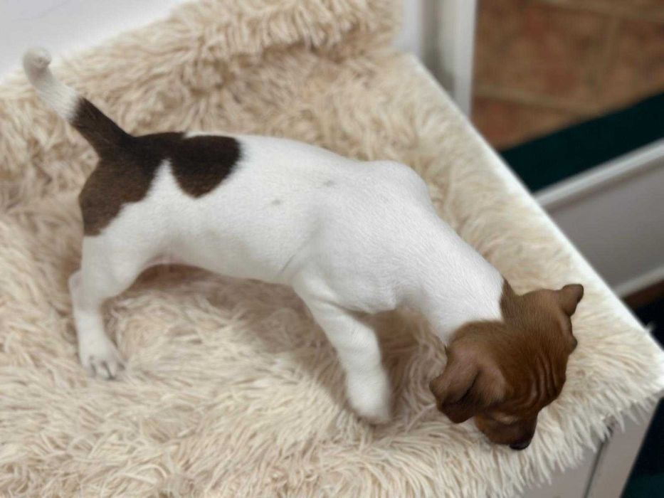 Jack Russell Terrier - szczeniak gotowy do zmiany domu.