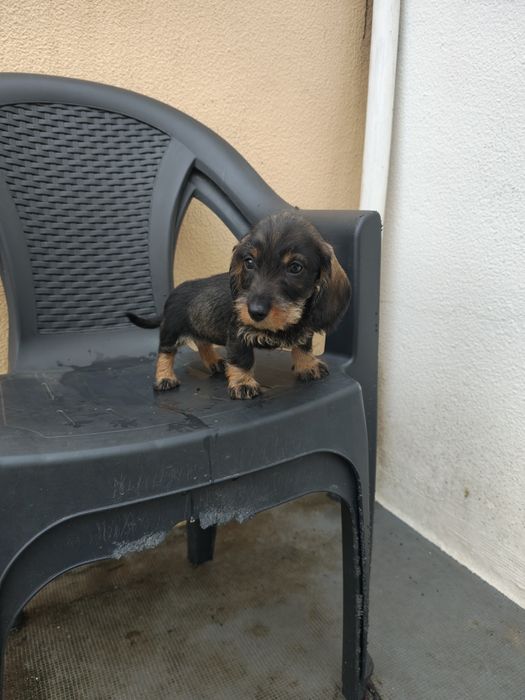 Teckel pêlo  cerdoso fêmea pura