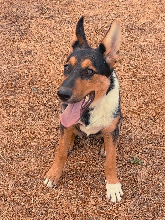 Cachorra para adopção responsável