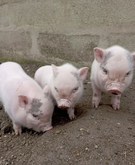Porquinhos vietnamitas