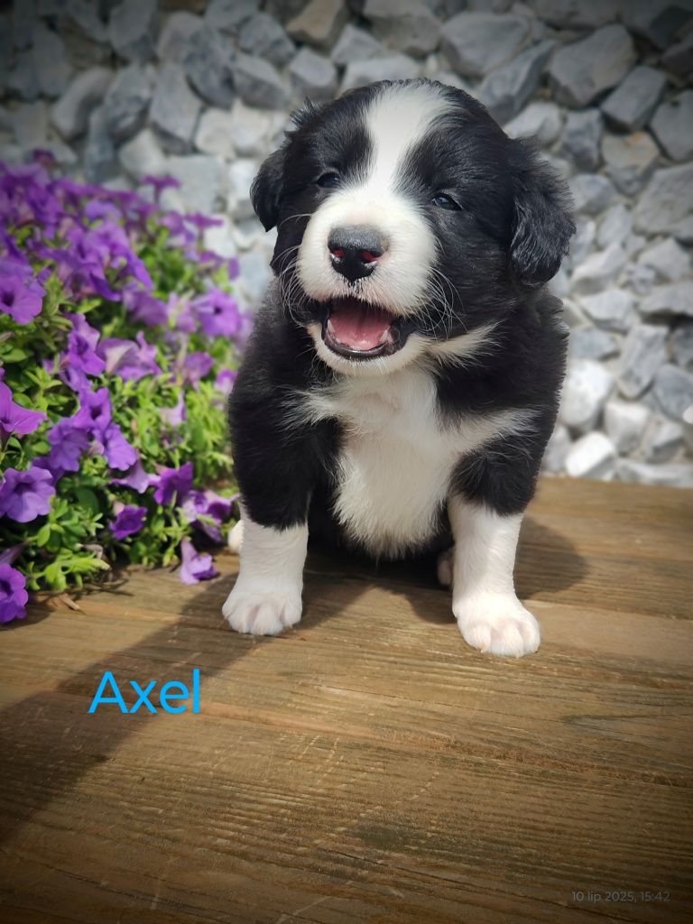 Border collie cudowny piesek, przebadani rodzice