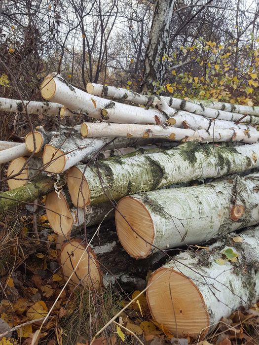 Drewno opałowe do kominka liściaste sezonowane BRZOZA