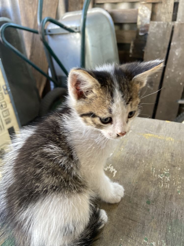 Котята клшенята кошка кот кішка кіт
