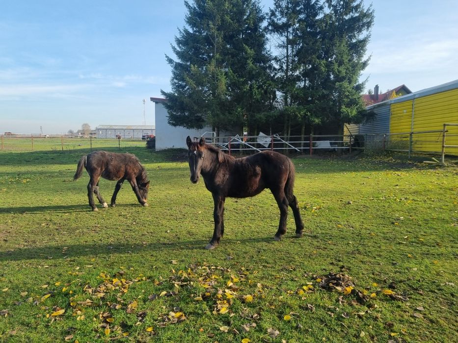 Konie zimnokrwiste, źrebaki, odsadki