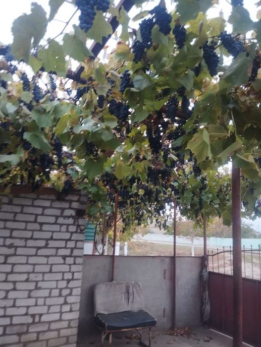 Відам виноград на вино з бесітки