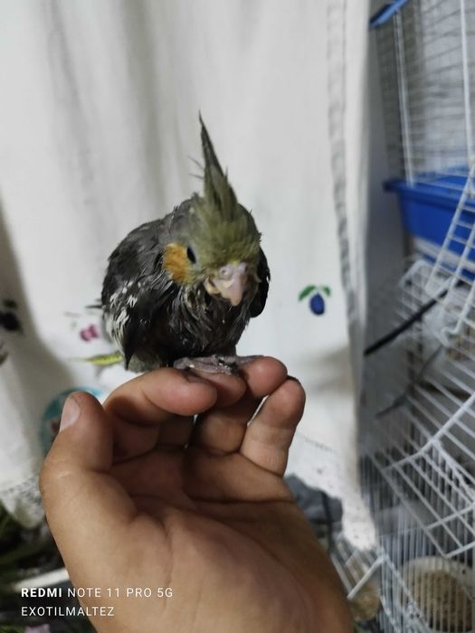 Caturras criadas a mão