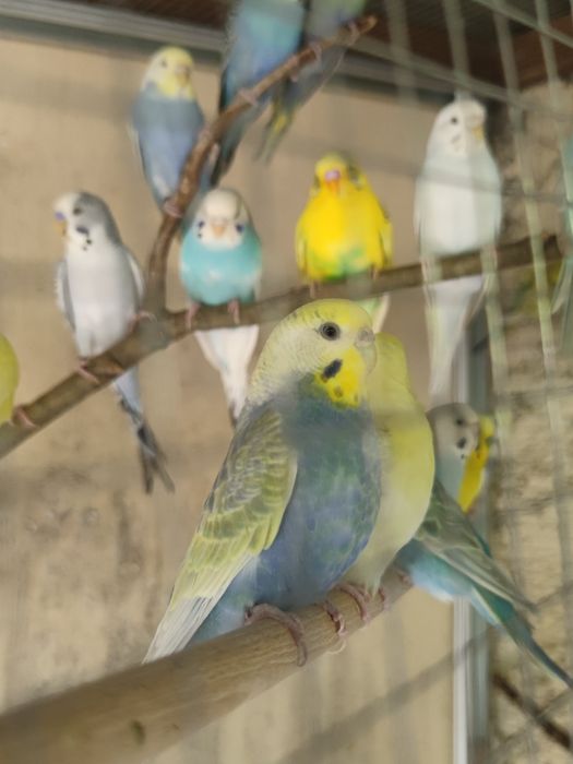 Varios periquitos para venda