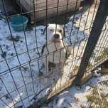 Amstaff piesek 3letni trudności wychowawcze