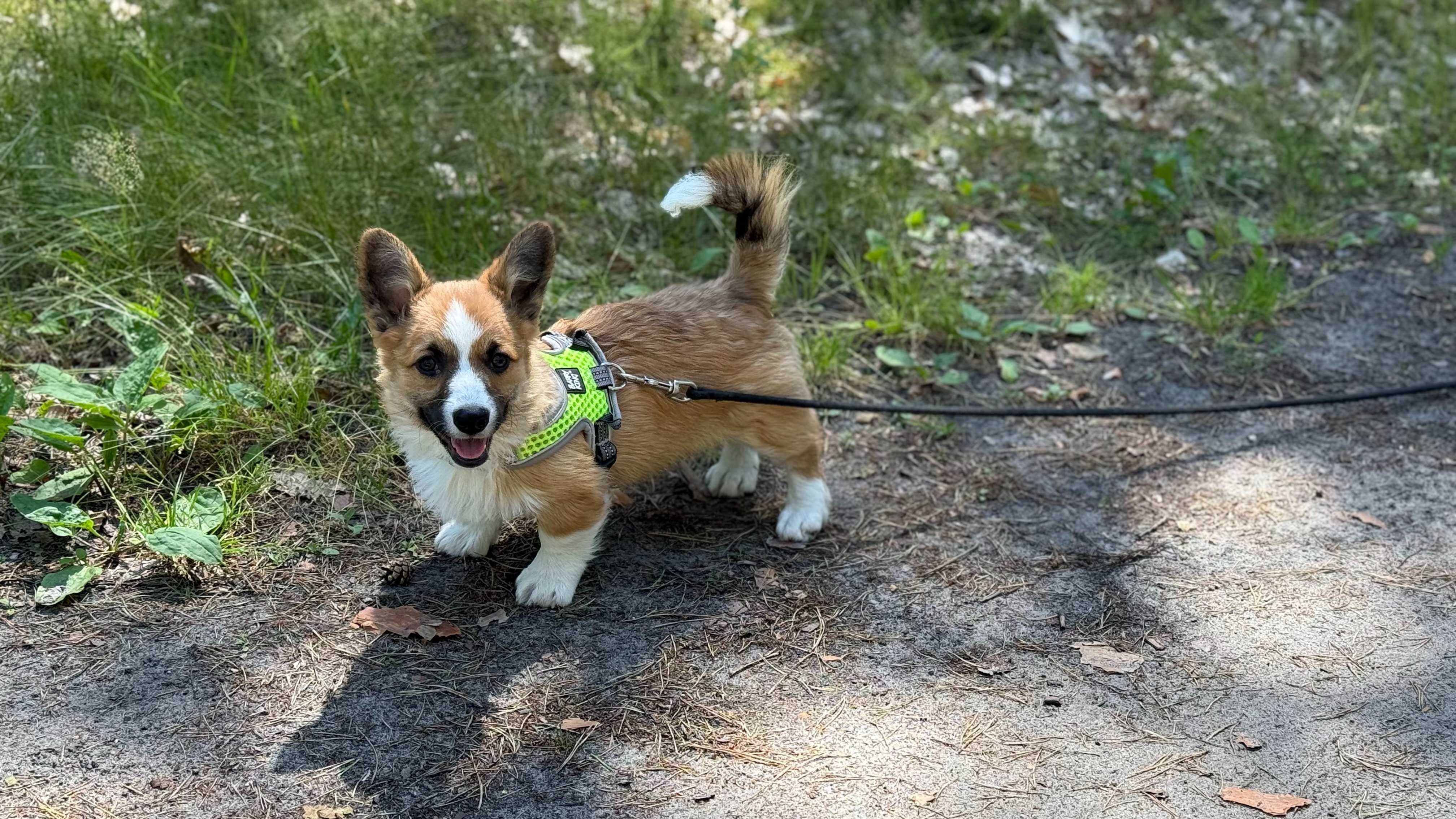 Szczeniak Welsh Corgi Pembroke FCI