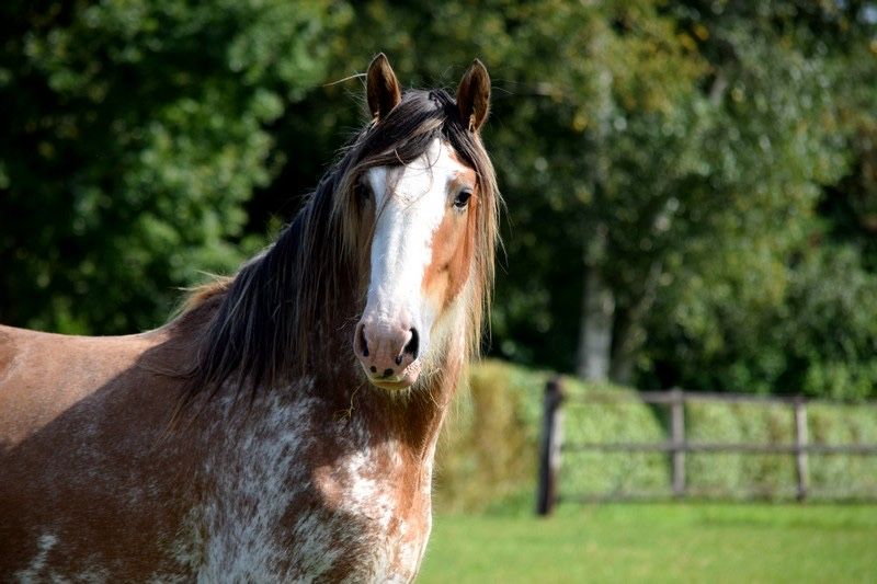 Ogier clydesdale