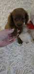 Cavapoo mini suczka do odbioru kolor Red Brown