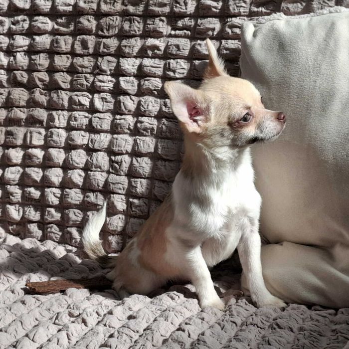 Chihuahua  piesek