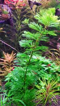 Rośliny Akwariowe - Cabomba zielona (Cabomba aquatica)