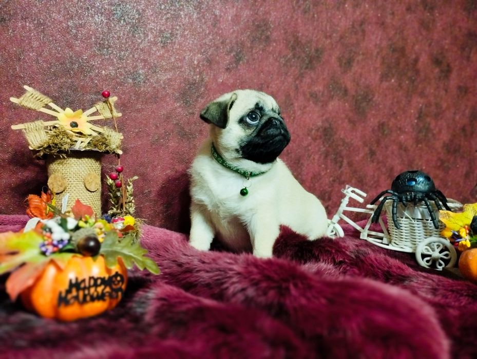 Готов к переезду перспективный парень. Пакет документов. Чипирован.