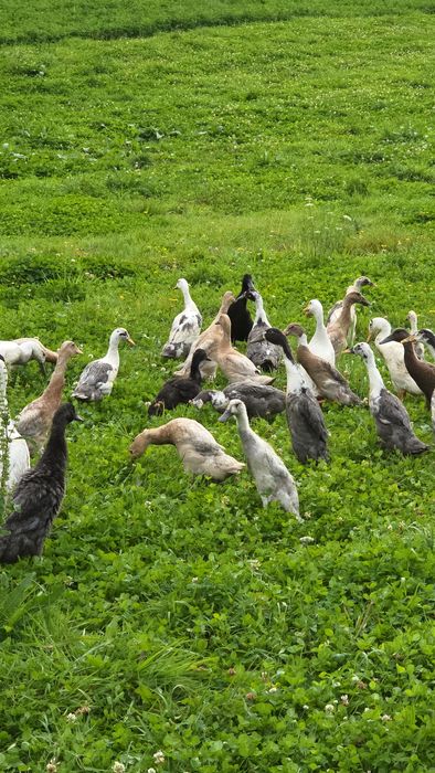 Biegus Indyjski pary