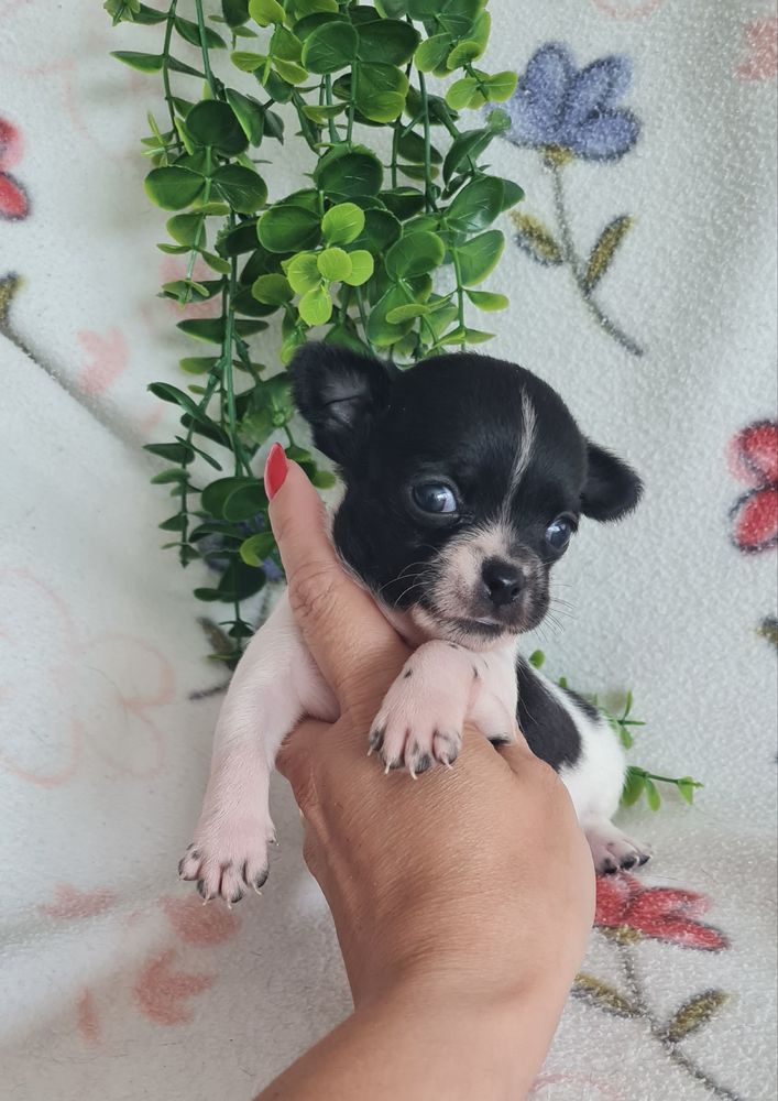 Excelente menino chihuahua/chiuaua linhagem Russa.Qualid