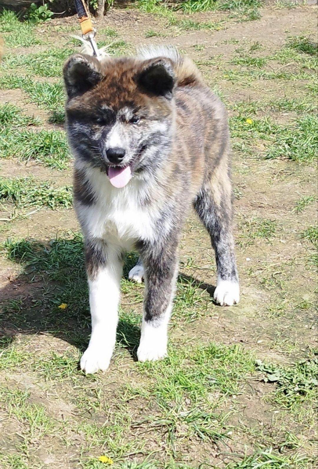 Akita Inu sunia pręgowana