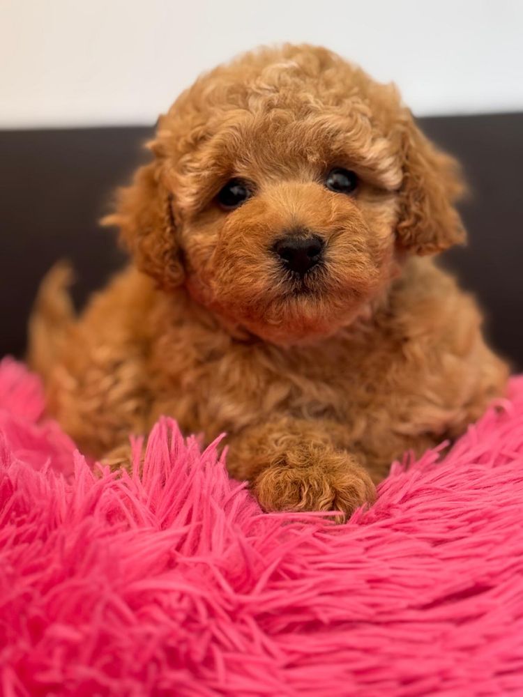 Cavapoo cavalier pudelek