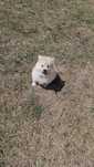 Lulu pomerânia/ spitz alemão anão