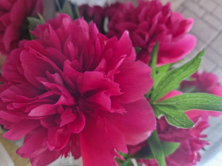 Пион травянистый "Диана Паркс"