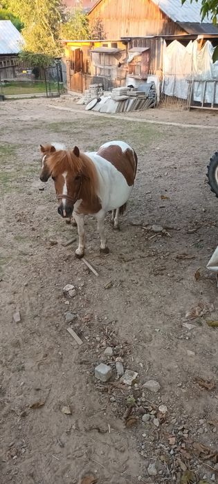 Kucyk kucyki klacz z źrebakiem