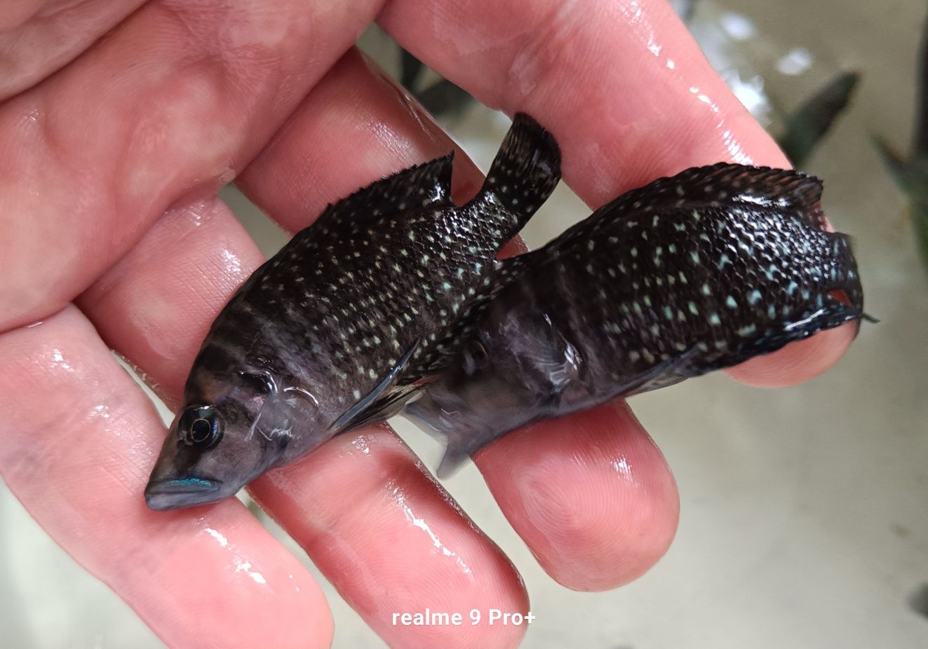 A. calvus black pectoral