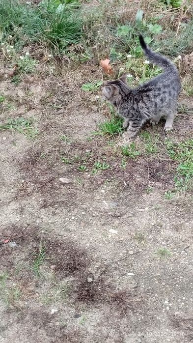 Mała kotka szuka nowego domu