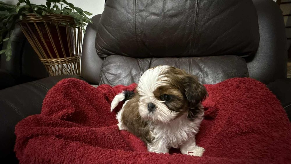 Shih tzu z rodowodem dziewczynka