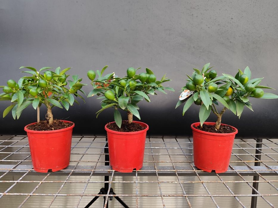 Продам цитрус Кумкват Оніка