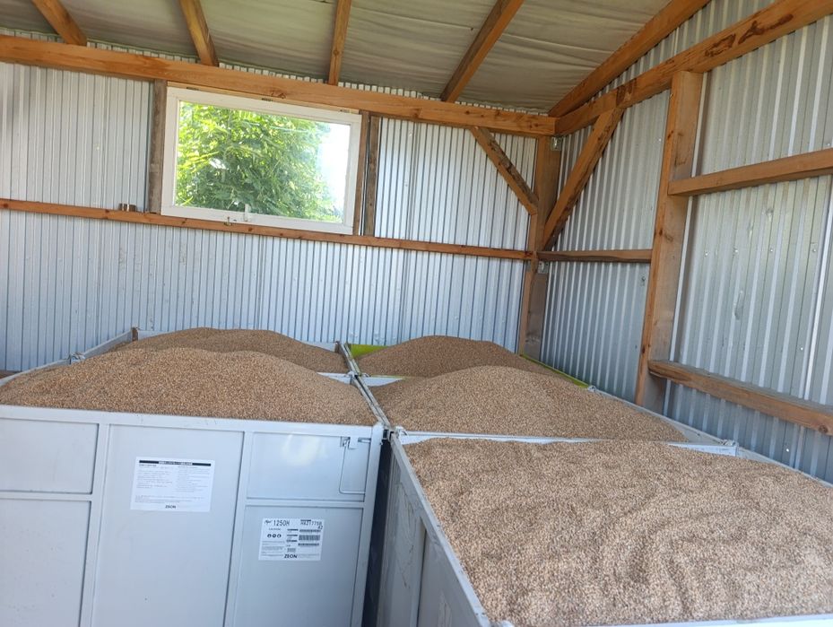 Sprzedam Zboże z tegorocznych plonów