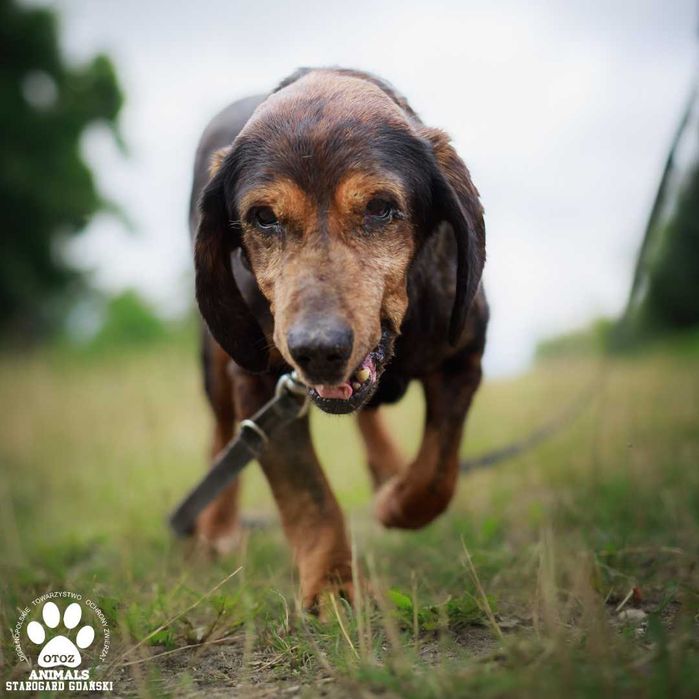 Piękna, spokojna suczka do adopcji