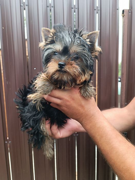 Курносая девочка Йорочка