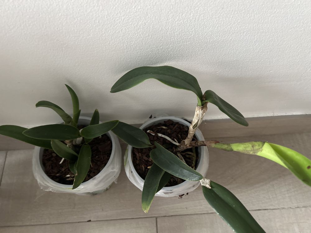 Orquidea Cattleya