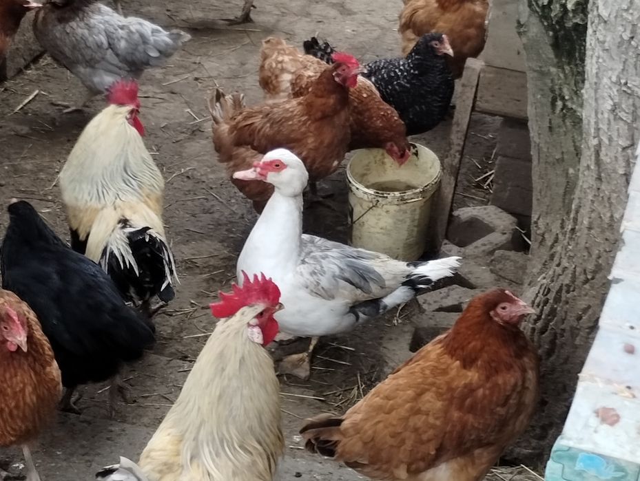 Sprzedam kaczki Francuskie