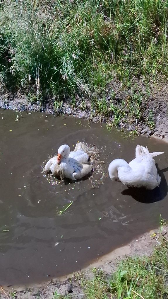 Sprzedam młode Gęsi