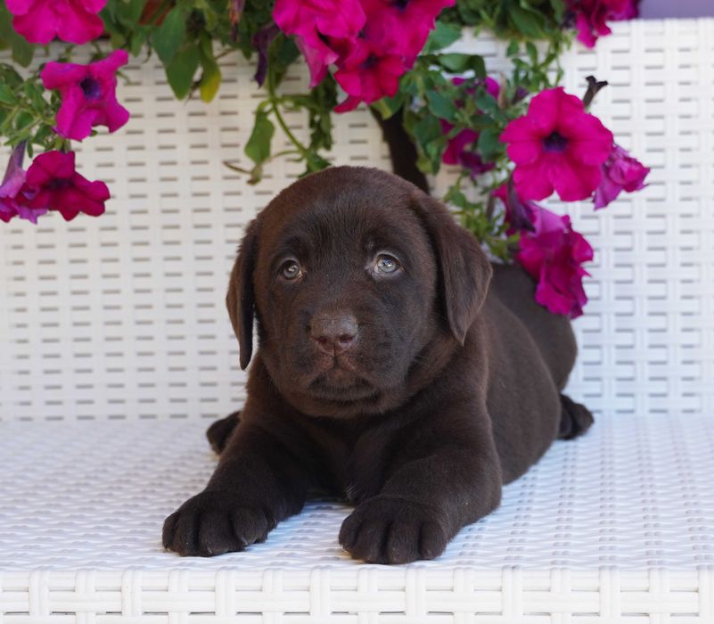 Labrador Retriever FCI ZKwP czekoladowy PIES